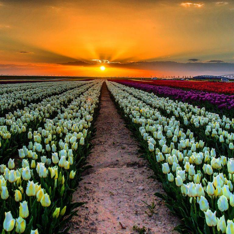 KONYA VE LALE BAHÇELERİ 