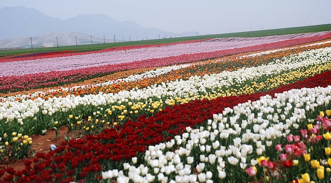 KARAMAN ÇIKIŞLI ATLAS LALE BAHÇELERİ